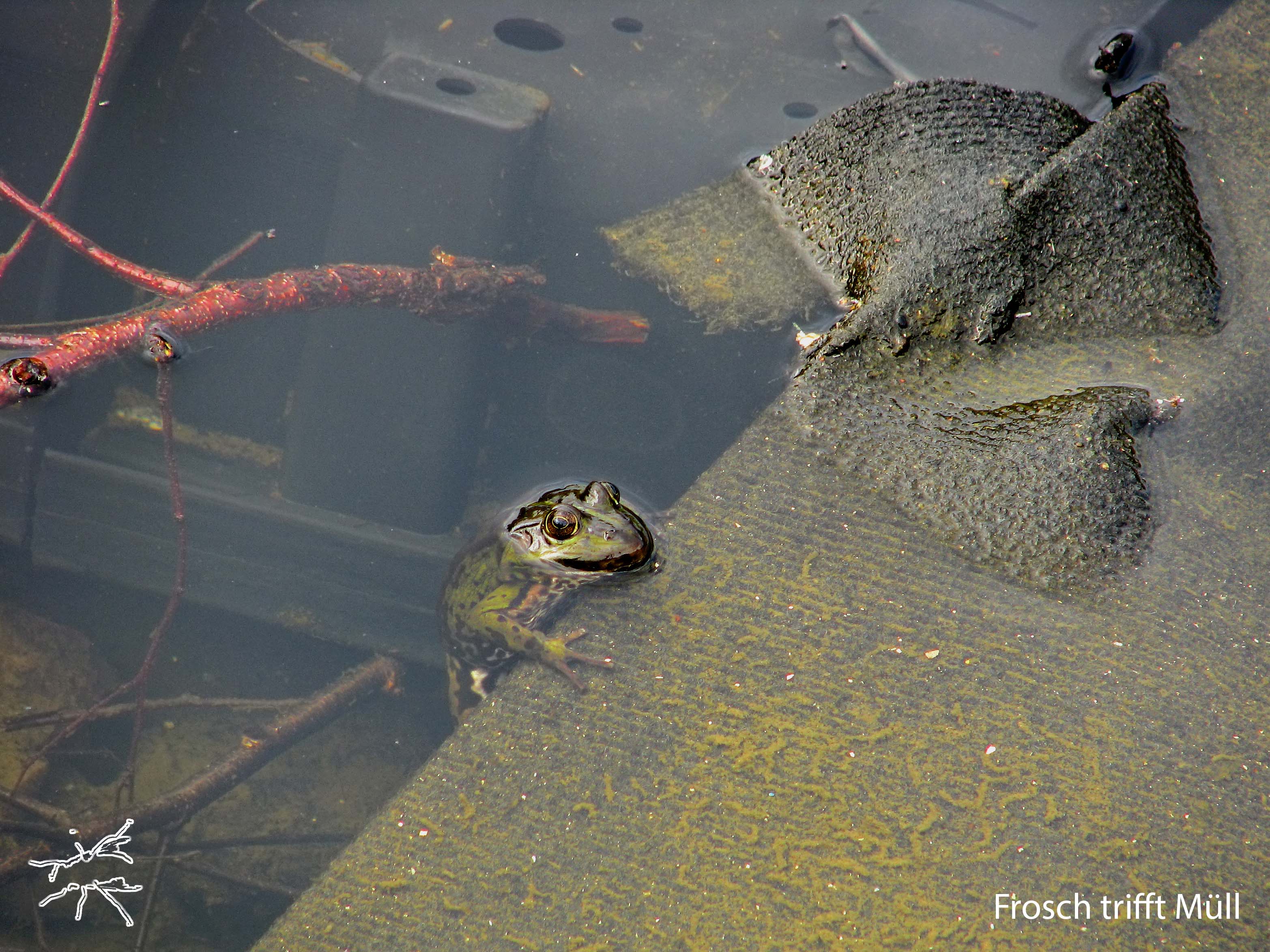 Deutsch: Ein grüner Frosch klammert sich an einen entsorgten Teppich, halb im Wasser versunken. Der Stoff ist durchtränkt, eine schräge, unnatürliche Insel in der trüben Reflexion. Natur und Müll berühren sich—weiche Haut auf Kunstfaser, Leben trifft auf Weggeworfenes. English: A green frog clings to a discarded carpet, half-submerged in the water. The fabric is soaked, an unnatural island in the murky reflection. Nature and waste touch—soft skin on synthetic fibers, life meeting the discarded.