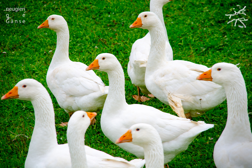 Gruppe weißer Gänse mit orangefarbenen Schnäbeln auf grünem Rasen, alle schauen in dieselbe Richtung.