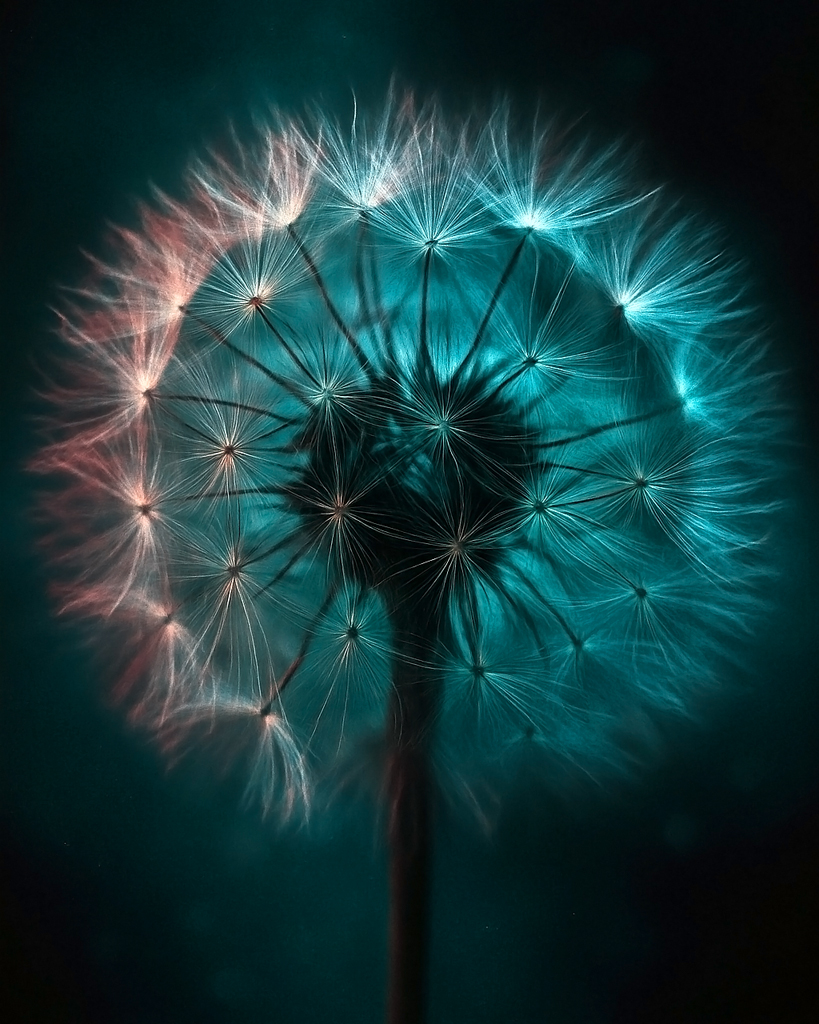 (DE) Makroaufnahme einer Pusteblume in blau-goldenem Licht, mit leuchtenden, fein verzweigten Samenstrukturen. (EN) Macro image of a dandelion in blue-golden light, showing glowing, delicate seed structures.